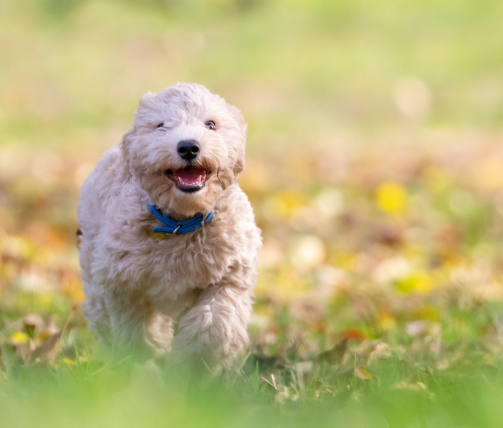 元気で健康な仔犬をご紹介いたします