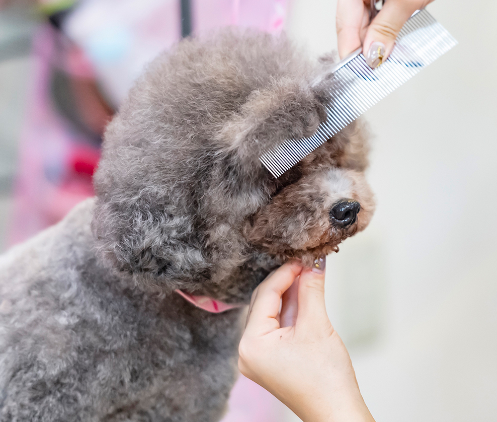 ワンちゃんの魅力を引き出すトリミングをお約束します